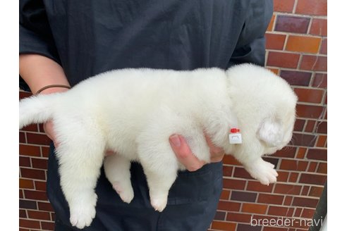 成約済の千葉県のグレートピレニーズ-313611の13枚目